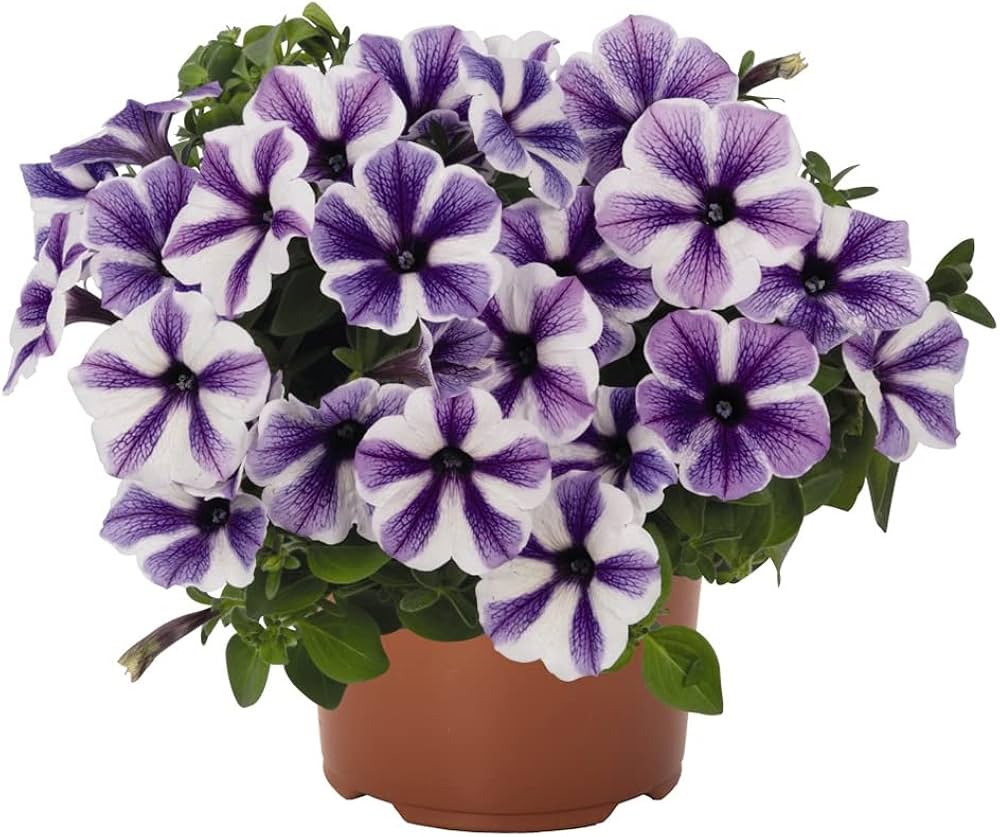 Petunia (flower Petunia hybrida Trellis Chiffon pelleted) for planting in garden